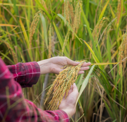 “A person in a plaid shirt inspecting a bunch of rice paddy grains in a field. The focus is on the hands holding the grains, with lush green rice plants in the background.”